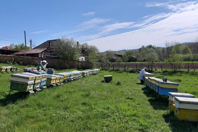 10 hours Private Apiary Tour in Romania - From Bucharest - Why a private tour changes the day