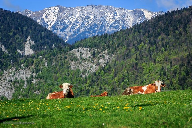 3-Day Tour from Bucharest: Transylvania Villages and Medieval Towns - Day three: Brasov and the road back to Bucharest
