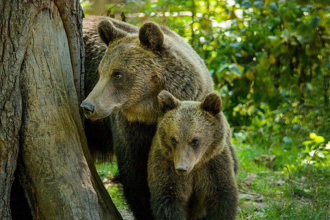 Bear Sanctuary and Dracula's Castle, 1-day Private Tour - The road from Bucharest to Transylvania