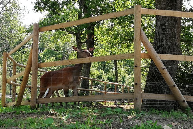 Bear Sanctuary and Dracula's Castle, 1-day Private Tour - Who will enjoy this tour most?
