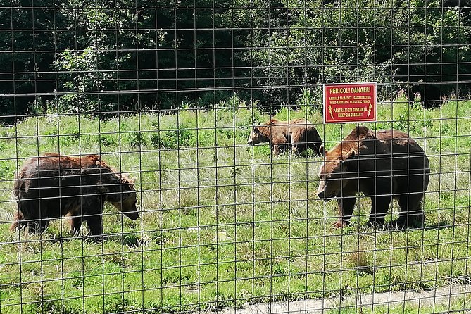 Bear Sanctuary and Dracula's Castle, 1-day Private Tour - Practical planning for a smoother day