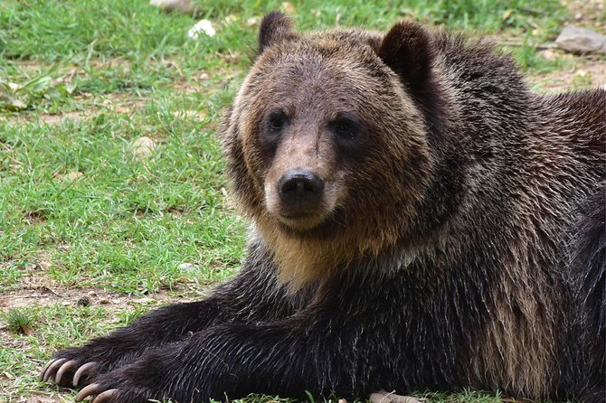 Bear Sanctuary and Dracula's Castle, 1-day Private Tour - Entering Bran Castle, Romania’s Dracula stop