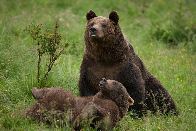 Bear Sanctuary & Rasnov Fortress - Private day tour from Bucharest - Why this makes sense as a one-day Transylvania trip