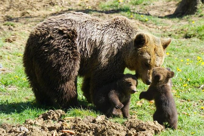 Bear Sanctuary & Rasnov Fortress - Private day tour from Bucharest - What the private guide adds to the long drive