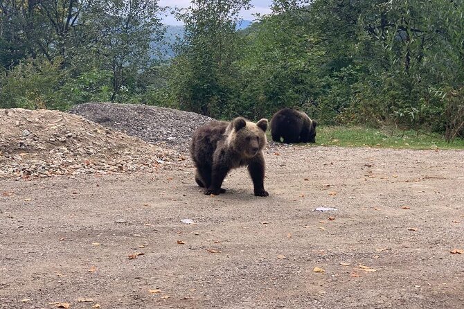 Bear Sanctuary & Rasnov Fortress - Private day tour from Bucharest - Timing, comfort, and the traffic question