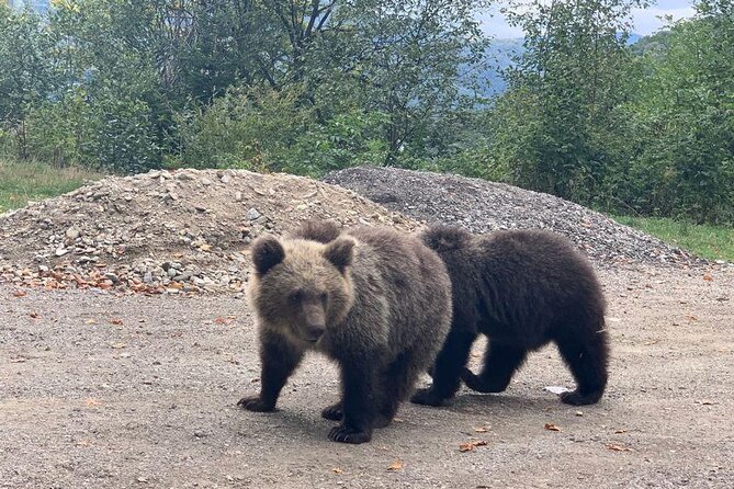 Bear Sanctuary & Rasnov Fortress - Private day tour from Bucharest - Who should book this day tour?