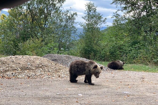 Bear Sanctuary & Rasnov Fortress - Private day tour from Bucharest - Should you book the Libearty and Rasnov tour?