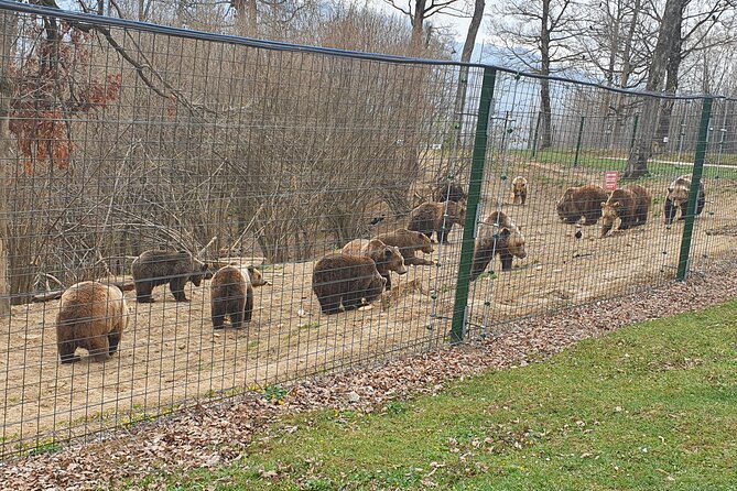Bears Sanctuary, Dracula Castle and Brasov City - Full Day Trip from Bucharest - Why this Bucharest day trip works