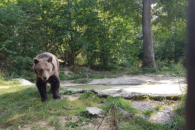 Bears Sanctuary, Dracula Castle and Brasov City - Full Day Trip from Bucharest - Private transport and flexible pickup from Bucharest