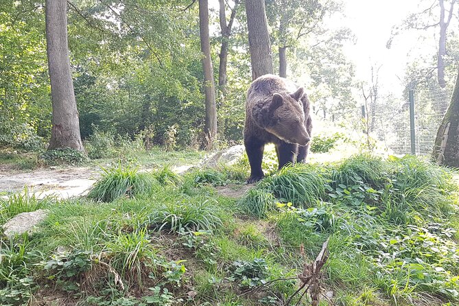 Bears Sanctuary, Dracula Castle and Brasov City - Full Day Trip from Bucharest - Bran Castle beyond the Dracula label