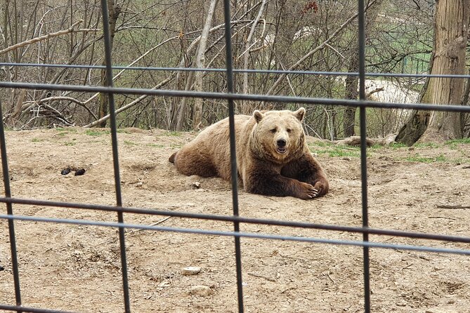 Bears Sanctuary, Dracula's Castle, Brasov Day Trip Private Tour from Bucharest - Brasov, the best place to slow down
