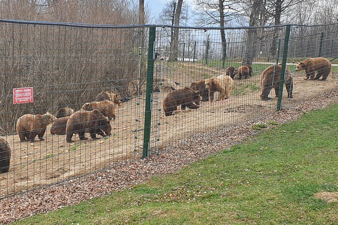 Bears Sanctuary, Dracula's Castle, Brasov Day Trip Private Tour from Bucharest - What is included and what you still pay for