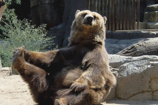 Bears Sanctuary, Dracula's Castle, Brasov Day Trip Private Tour from Bucharest - Libearty Bear Sanctuary, where the day takes an emotional turn