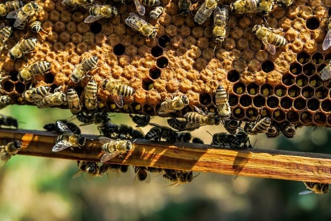 Beekeeping Day Trip| Private Guided Tour from Bucharest - Meeting Nicolas and his father at the working apiary