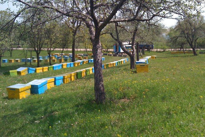 Bees Adventure in Romania - Private Day Trip from Bucharest - The long road from Bucharest to Valcea County