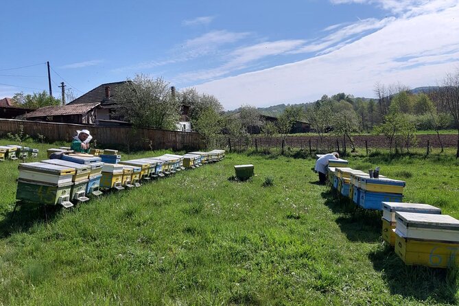 Bees Adventure in Romania - Private Day Trip from Bucharest - Seeing the honey harvesting process