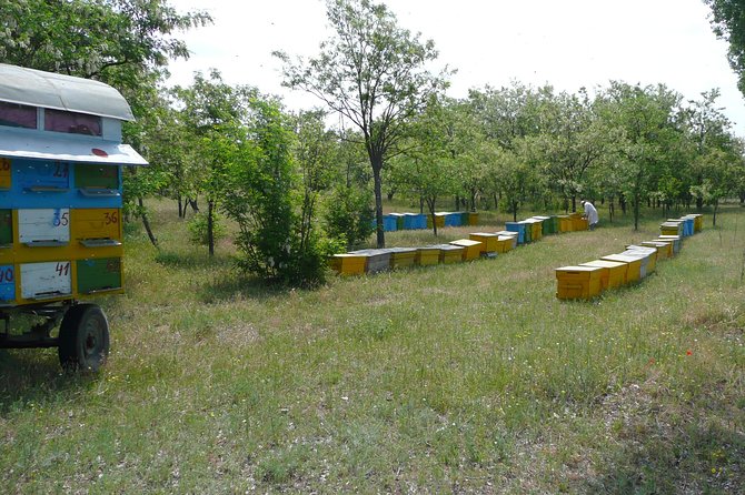 Bees Adventure in Romania - Private Day Trip from Bucharest - Tasting honey products at the end