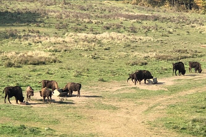 Bison Sanctuary, Vlad the Impaler Princely Court & Dracula Grave - Is $153.71 a fair price?
