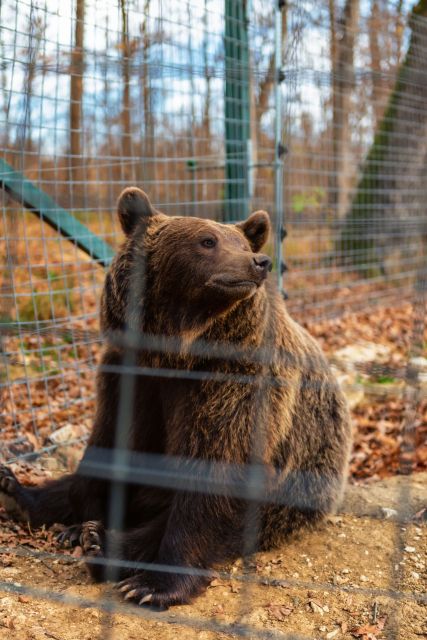 Bucharest: Bran Castle and Bear Sanctuary Small-Group Tour - How the guide shapes the experience