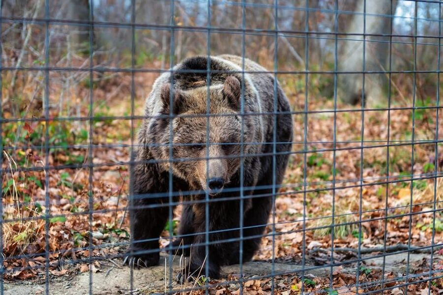 Bucharest: Bran Castle and Bear Sanctuary Small-Group Tour - Practical advice before you book