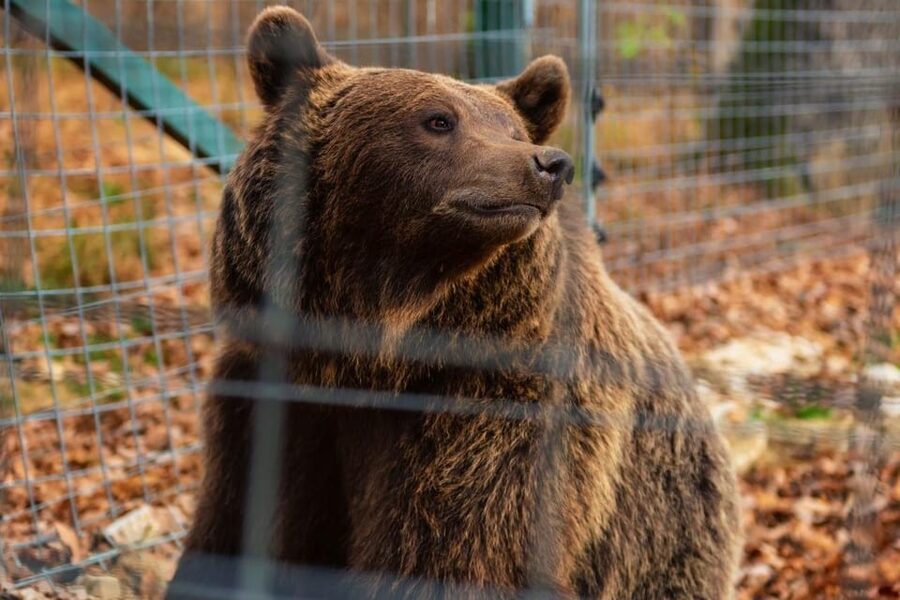 Bucharest: Bran Castle and Bear Sanctuary Small-Group Tour - The road from Bucharest to Transylvania