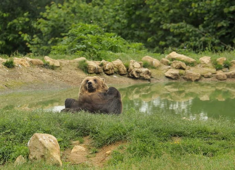Bucharest: Day Trip to Bear Sanctuary, Bran Castle & Brasov - Three hours from Bucharest, so plan for a full day