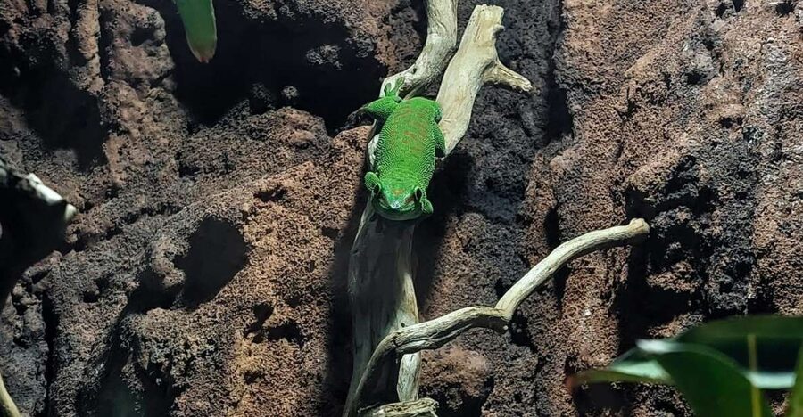 Bucharest: Reptiland Bucharest Entry Ticket - A good choice for families with different interests