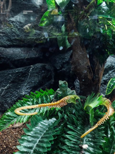 Bucharest: Reptiland Bucharest Entry Ticket - A simple route through the reptile collection