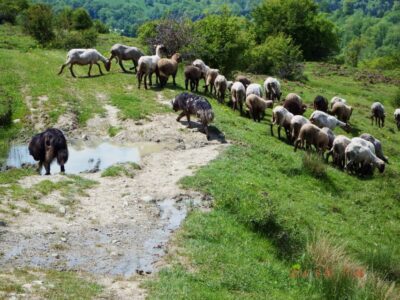 Slanic Salt Mine & Carpathian Mountains Day Tour