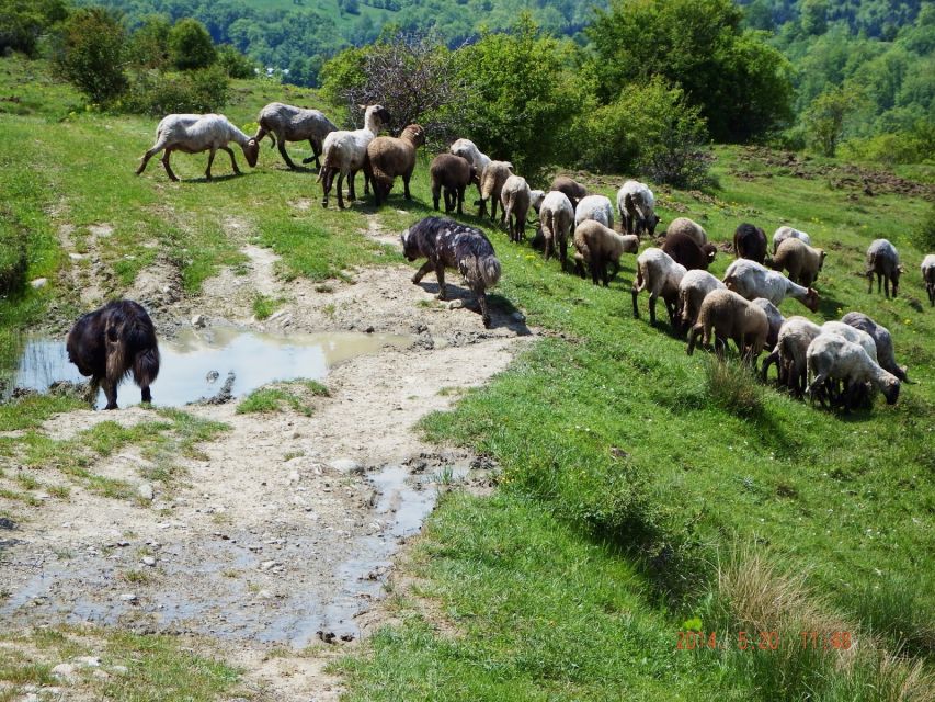 Bucharest: Slanic Salt Mine & Carpathian Mountains Day Tour - What your eight hours from Bucharest look like