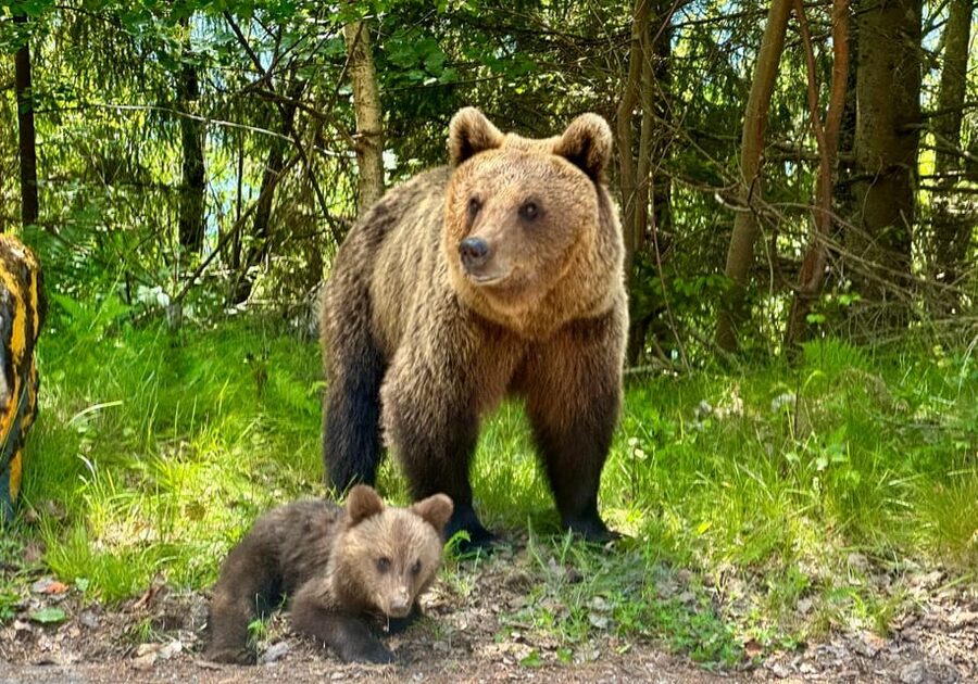 Bucharest: Top Gear Road Transfagarasan Day Trip - Looking for bears beside the Transfagarasan