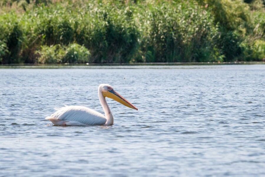 Danube Delta - 2-Day Tour from Bucharest - Key points to know before booking