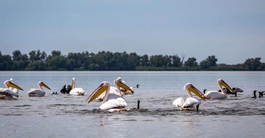 Danube Delta - 2-Day Tour from Bucharest - One night by the water
