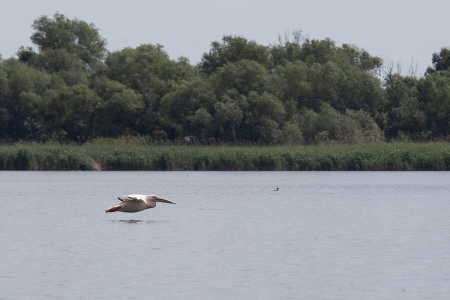 Danube Delta - 2-Day Tour from Bucharest - Day two: a longer look at the wetlands