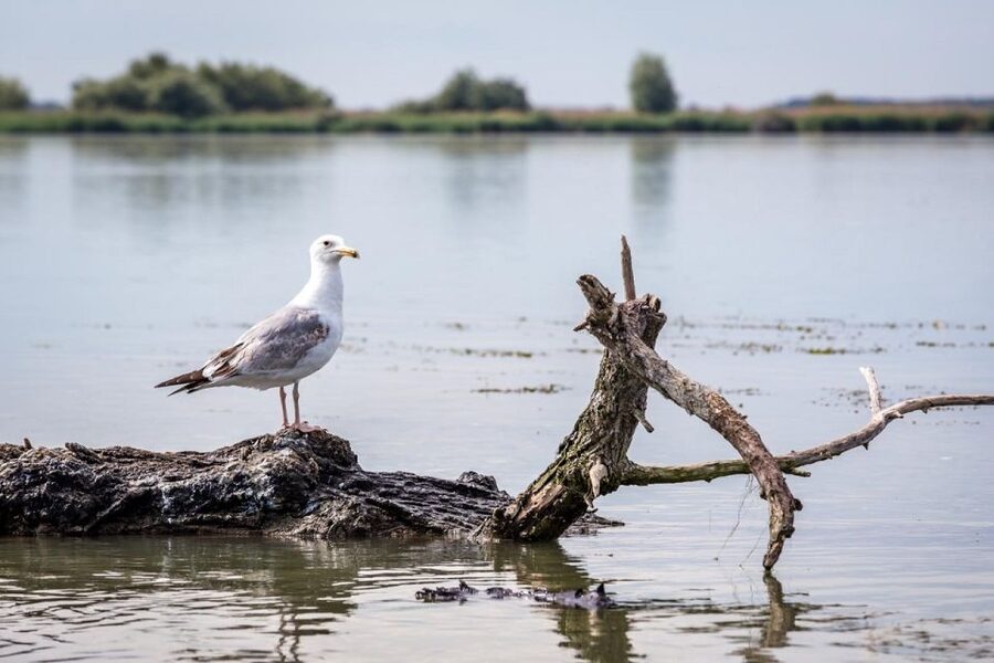 Danube Delta - 2-Day Tour from Bucharest - Guides who add more than directions