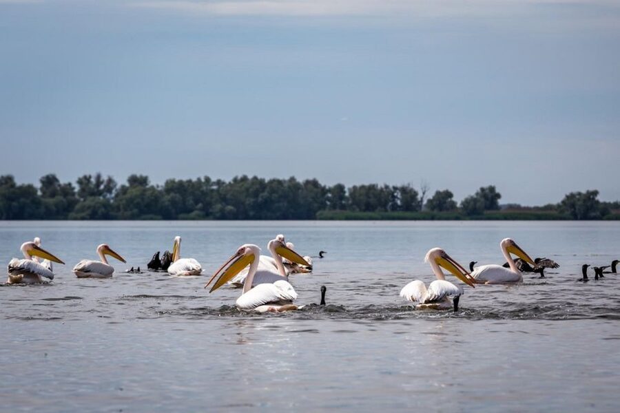 Danube Delta - 2-Day Tour from Bucharest - Group size, comfort, and mobility
