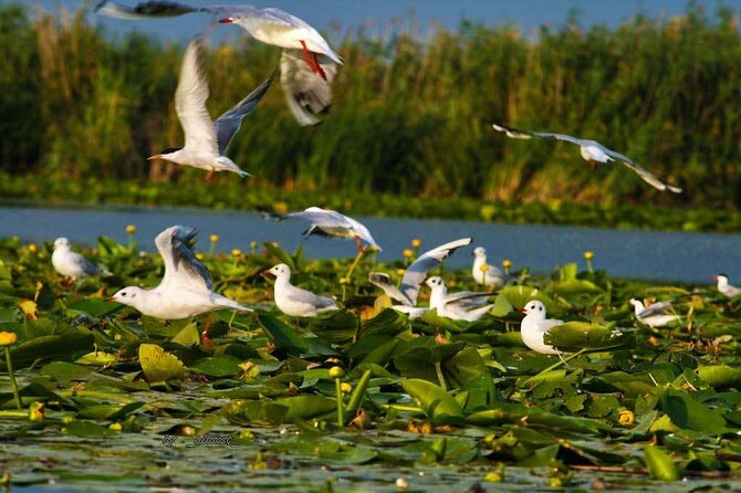 Danube Delta and Black See - 2 Days Private Tour from Bucharest - From Bucharest to Romania’s Black Sea coast