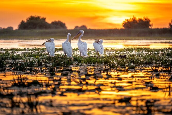Danube Delta and Black See - 2 Days Private Tour from Bucharest - Six hours by boat in the Danube Delta