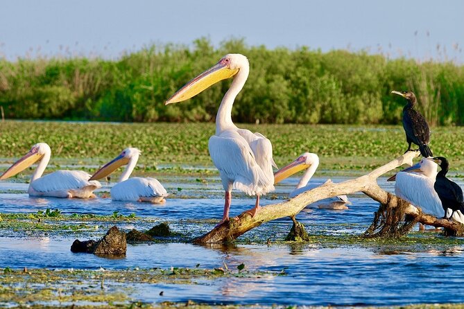Danube Delta and Black See - 2 Days Private Tour from Bucharest - Carol I Mosque, an unusual Constanta landmark