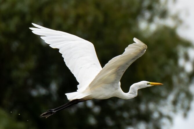 Danube Delta - Private Tour with Boat Trip & Traditional Lunch - Four hours among channels, birds, and reeds