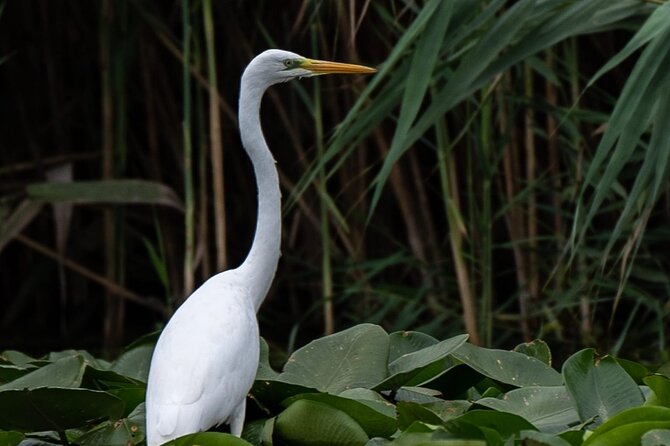 Danube Delta - Private Tour with Boat Trip & Traditional Lunch - A traditional fish lunch in the delta area