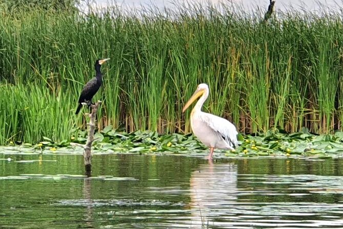 Danube Delta - Private Tour with Boat Trip & Traditional Lunch - Who will enjoy this day most