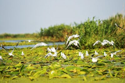 Day Trip from Bucharest to Danube Delta