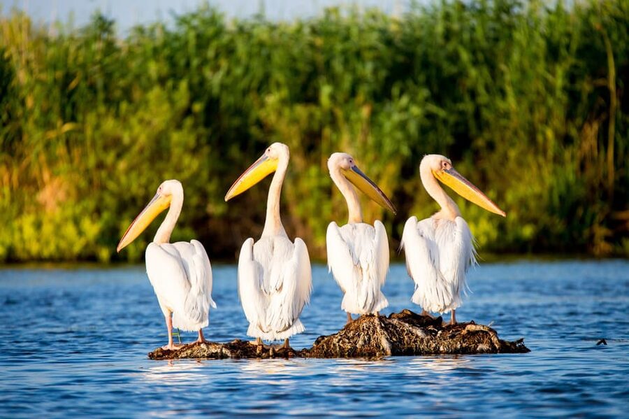 From Bucharest: Day Trip to Danube Delta - The 6:30 AM start from Bucharest