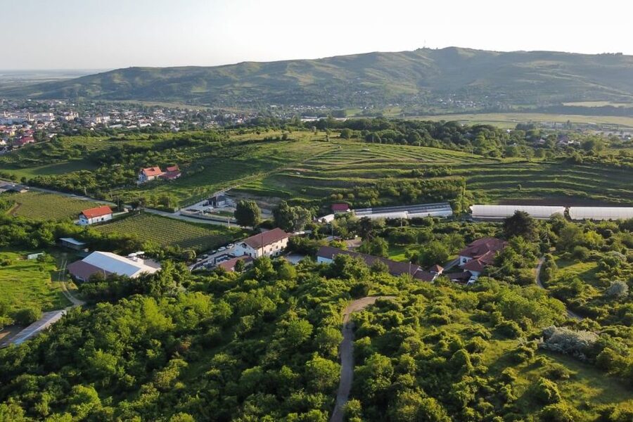 From Bucharest: Exclusive Dealu Mare Wine Tasting Tour - The 10-hour route from Bucharest