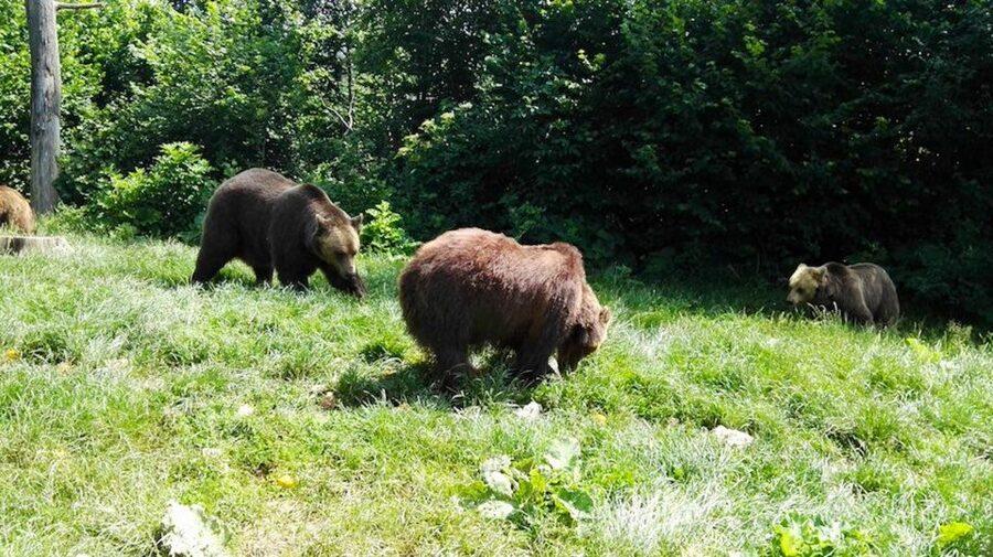 From Bucharest: Libearty Bear Sanctuary and Dracula's Castle - The bear sanctuary gives the day its purpose