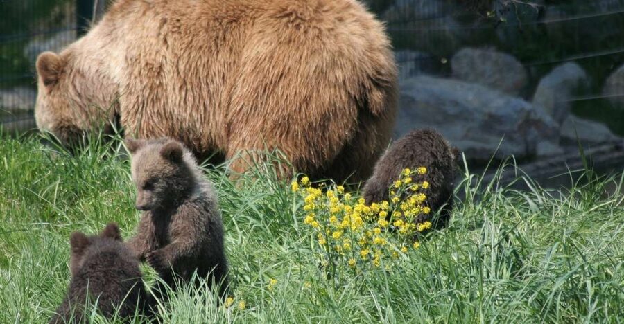 From Bucharest: Libearty Bear Sanctuary and Dracula's Castle - Bran Castle is a real fortress with a fictional shadow