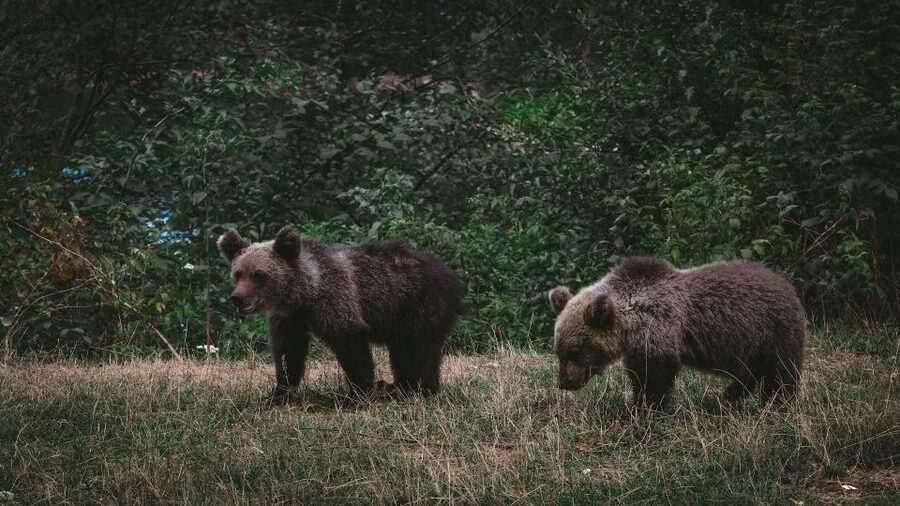 From Bucharest: Libearty Bear Sanctuary and Dracula's Castle - What the guide adds to a long day