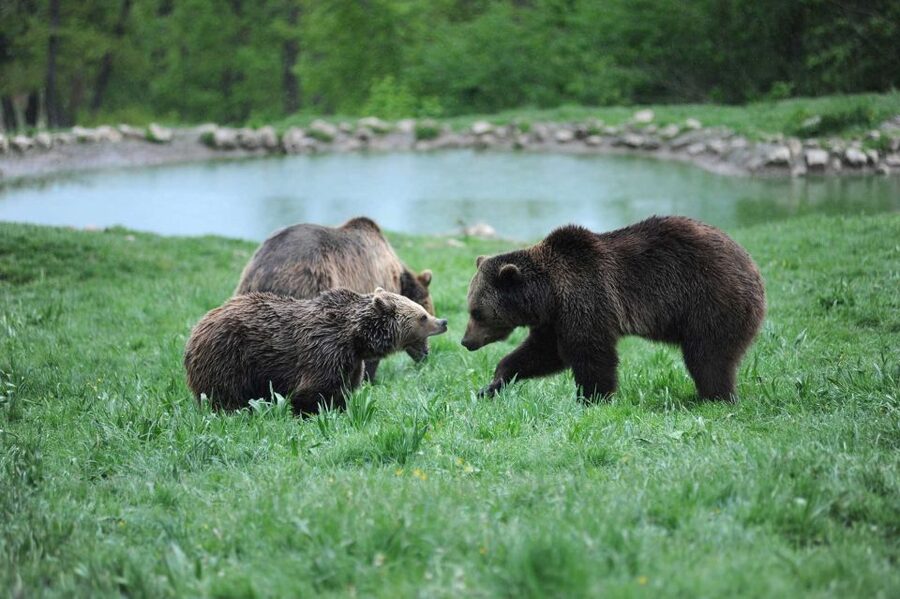 From Bucharest: Libearty Bear Sanctuary and Dracula's Castle - FAQ