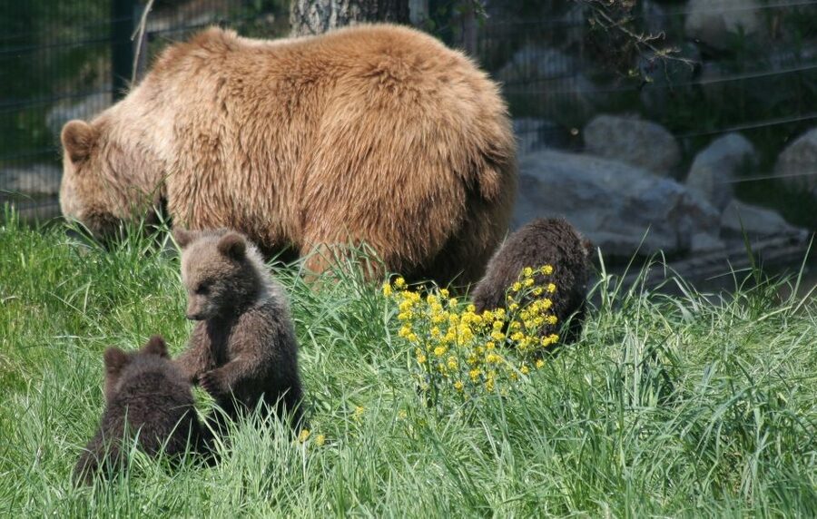 From Bucharest: Libearty Bear Sanctuary and Dracula's Castle - Expect steep paths at Libearty